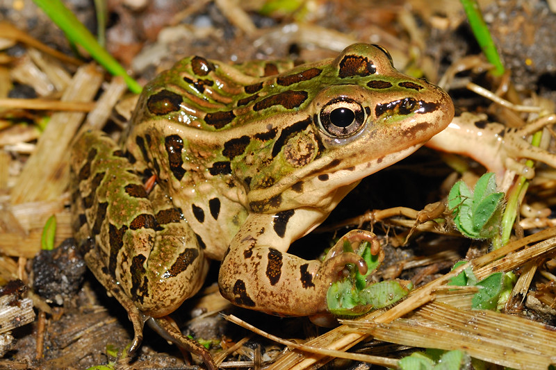 Buckeye Herps Ohio Frogs, Toads and Salamanders A Photographic